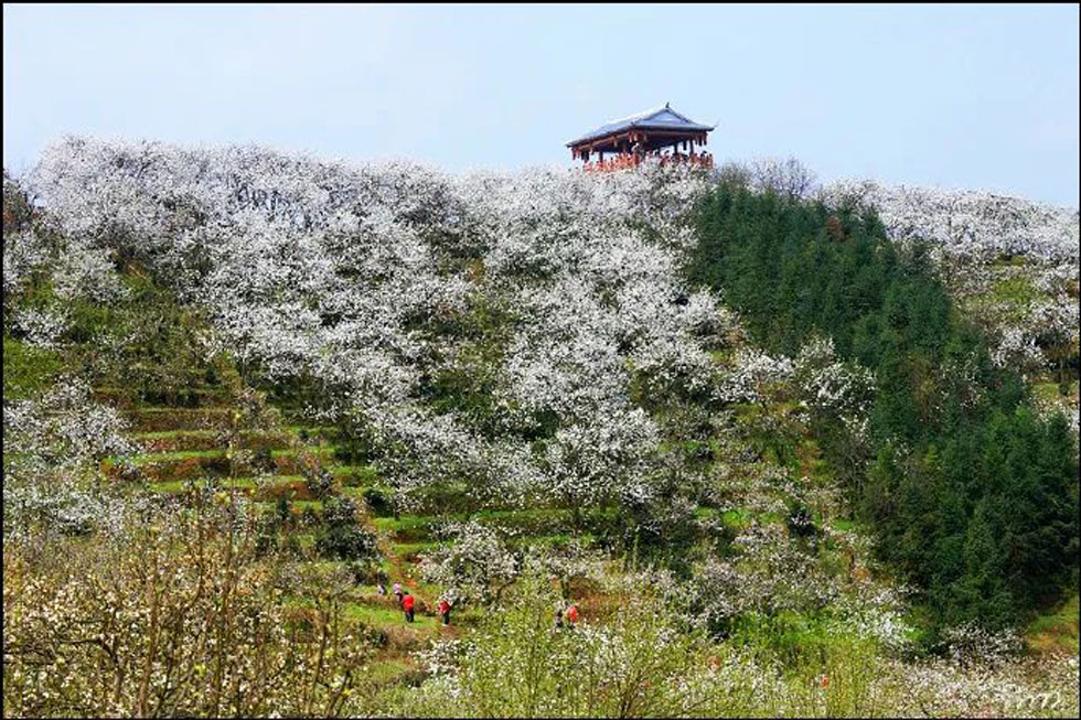 【春天，广西桂林灌阳县向您发出邀请！】我们在灌阳看梨花 - 游山玩水 - 开封生活社区 - 开封28生活网 kaifeng.28life.net