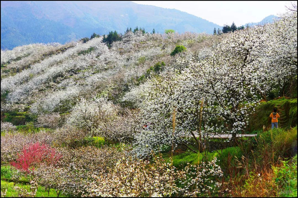 【春天，广西桂林灌阳县向您发出邀请！】我们在灌阳看梨花 - 游山玩水 - 开封生活社区 - 开封28生活网 kaifeng.28life.net