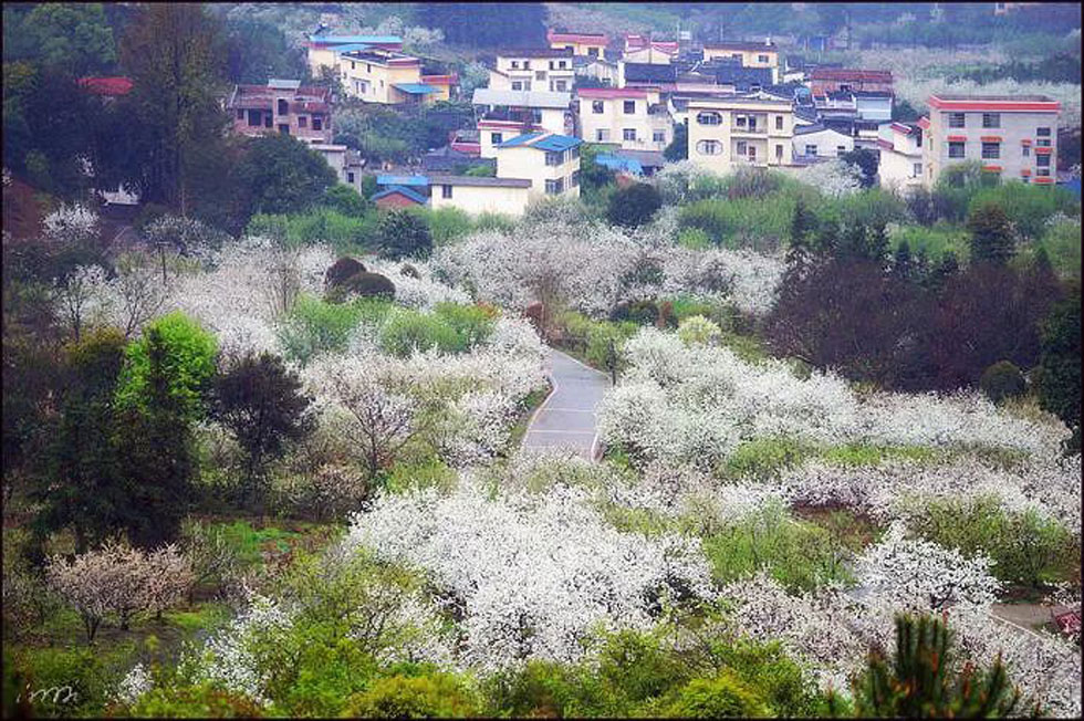 【春天，广西桂林灌阳县向您发出邀请！】我们在灌阳看梨花 - 游山玩水 - 开封生活社区 - 开封28生活网 kaifeng.28life.net