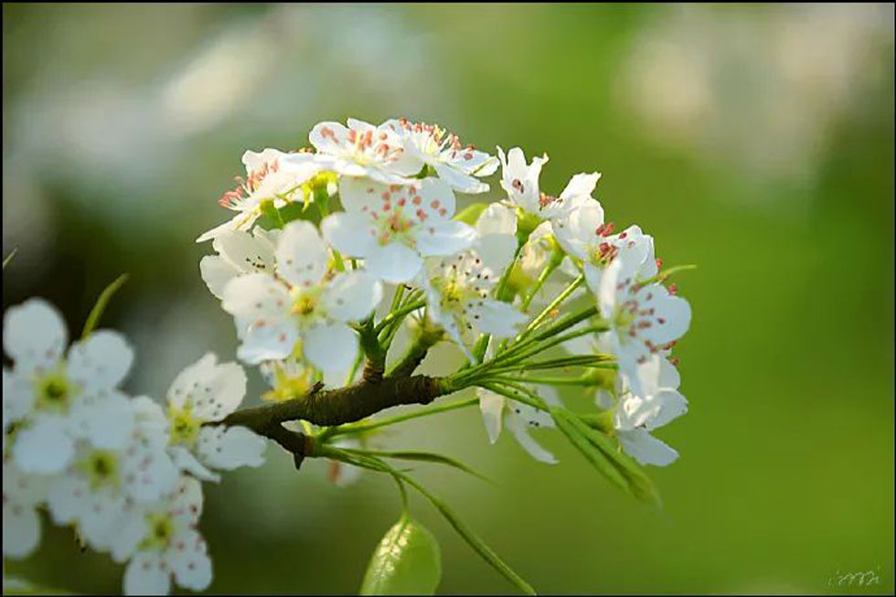 【春天，广西桂林灌阳县向您发出邀请！】我们在灌阳看梨花 - 游山玩水 - 开封生活社区 - 开封28生活网 kaifeng.28life.net