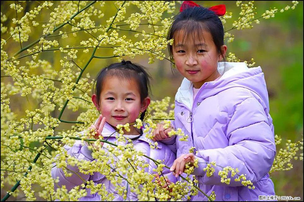 【春天，广西桂林灌阳县向您发出邀请！】米珠山前有片山苍子花在飘香 - 游山玩水 - 开封生活社区 - 开封28生活网 kaifeng.28life.net