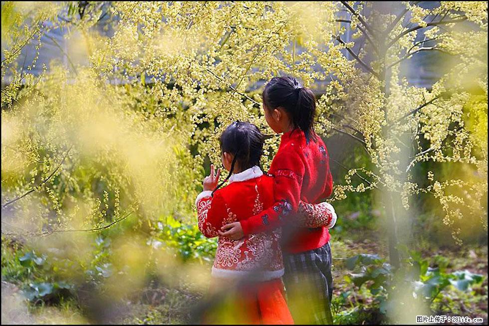 【春天，广西桂林灌阳县向您发出邀请！】米珠山前有片山苍子花在飘香 - 游山玩水 - 开封生活社区 - 开封28生活网 kaifeng.28life.net
