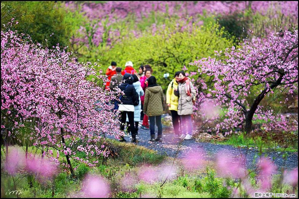 【春天，广西桂林灌阳县向您发出邀请！】官庄村有个醉美的桃花园 - 游山玩水 - 开封生活社区 - 开封28生活网 kaifeng.28life.net