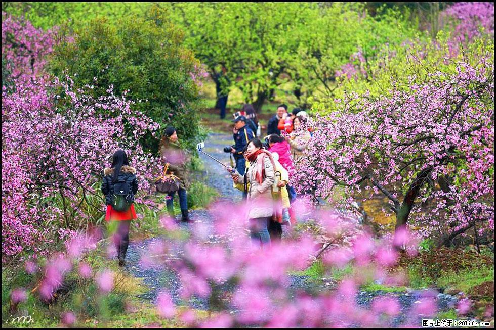 【春天，广西桂林灌阳县向您发出邀请！】官庄村有个醉美的桃花园 - 游山玩水 - 开封生活社区 - 开封28生活网 kaifeng.28life.net