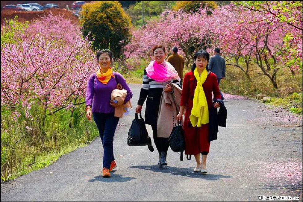 【春天，广西桂林灌阳县向您发出邀请！】官庄村有个醉美的桃花园 - 游山玩水 - 开封生活社区 - 开封28生活网 kaifeng.28life.net