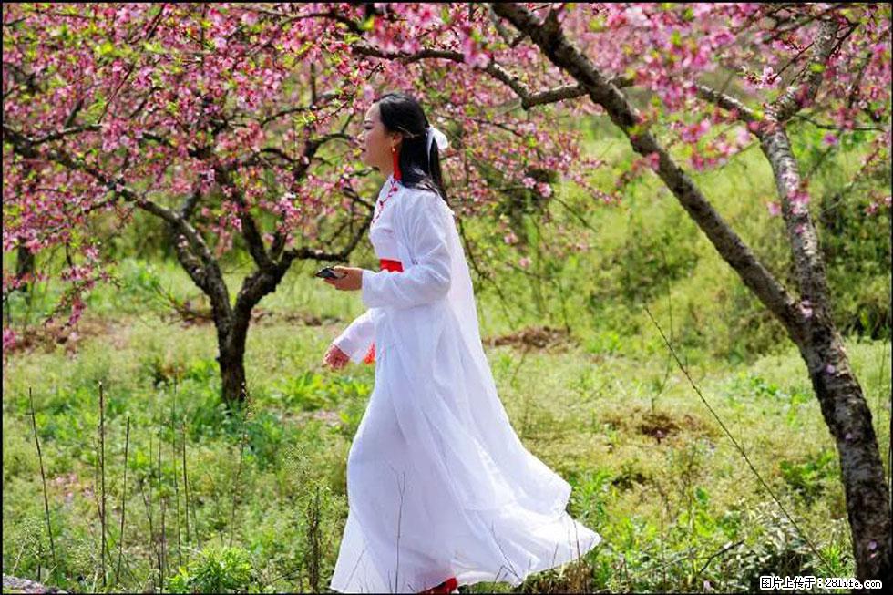 【春天，广西桂林灌阳县向您发出邀请！】官庄村有个醉美的桃花园 - 游山玩水 - 开封生活社区 - 开封28生活网 kaifeng.28life.net