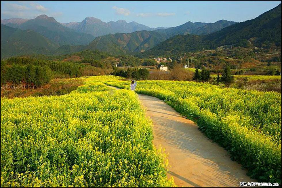 【春天，广西桂林灌阳县向您发出邀请！】长坪村油菜盛情花开 - 游山玩水 - 开封生活社区 - 开封28生活网 kaifeng.28life.net