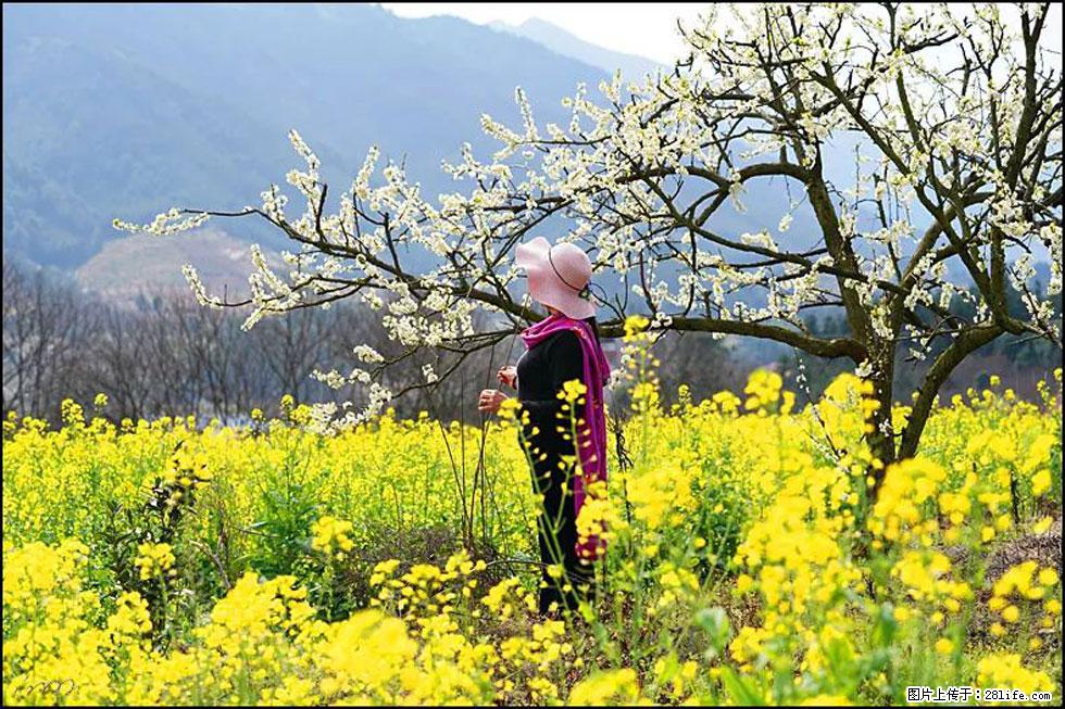 【春天，广西桂林灌阳县向您发出邀请！】长坪村油菜盛情花开 - 游山玩水 - 开封生活社区 - 开封28生活网 kaifeng.28life.net