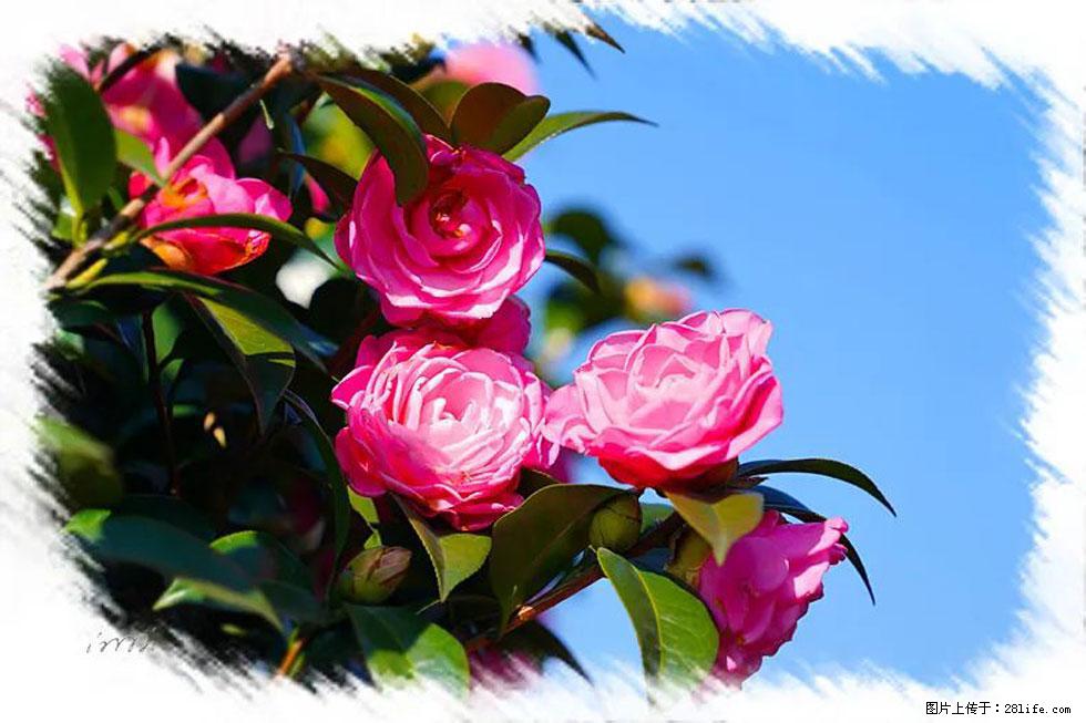 【春天，广西桂林灌阳县向您发出邀请！】杨柳井茶花惹人爱 - 游山玩水 - 开封生活社区 - 开封28生活网 kaifeng.28life.net
