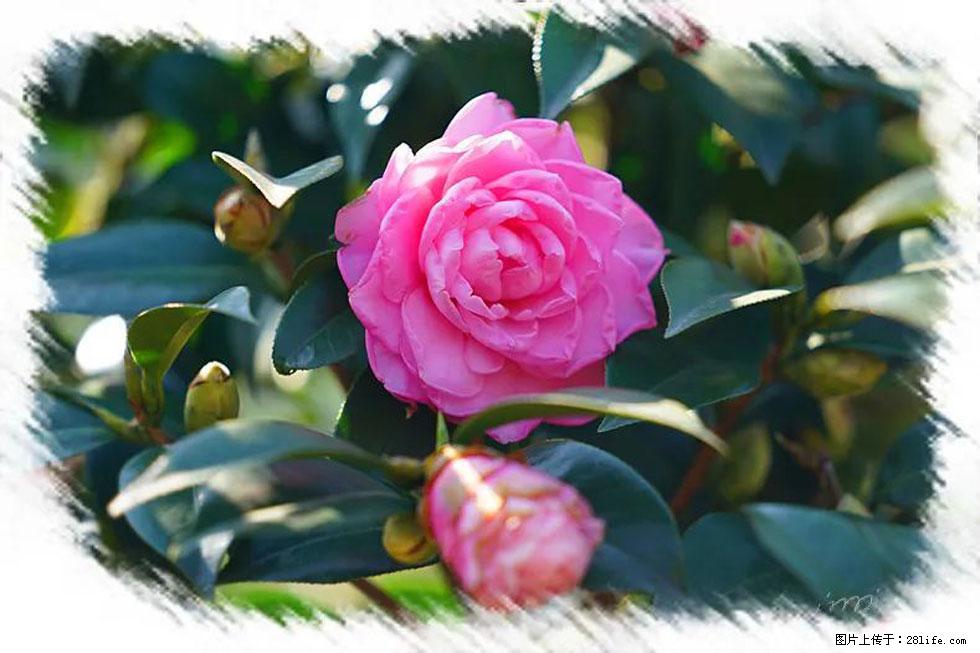 【春天，广西桂林灌阳县向您发出邀请！】杨柳井茶花惹人爱 - 游山玩水 - 开封生活社区 - 开封28生活网 kaifeng.28life.net