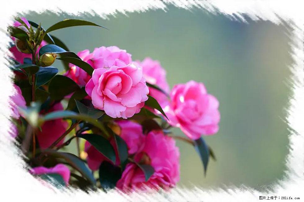 【春天，广西桂林灌阳县向您发出邀请！】杨柳井茶花惹人爱 - 游山玩水 - 开封生活社区 - 开封28生活网 kaifeng.28life.net