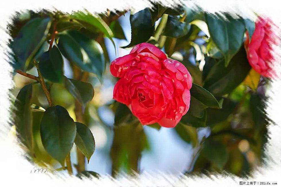 【春天，广西桂林灌阳县向您发出邀请！】杨柳井茶花惹人爱 - 游山玩水 - 开封生活社区 - 开封28生活网 kaifeng.28life.net