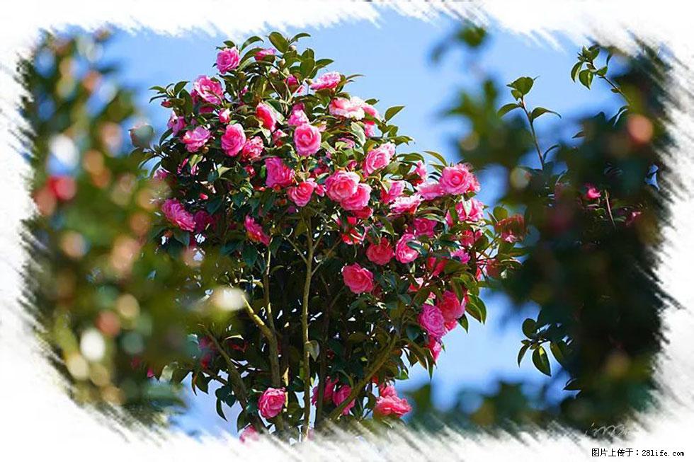 【春天，广西桂林灌阳县向您发出邀请！】杨柳井茶花惹人爱 - 游山玩水 - 开封生活社区 - 开封28生活网 kaifeng.28life.net