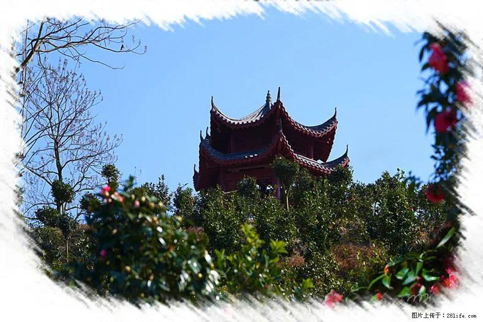 【春天，广西桂林灌阳县向您发出邀请！】杨柳井茶花惹人爱 - 游山玩水 - 开封生活社区 - 开封28生活网 kaifeng.28life.net