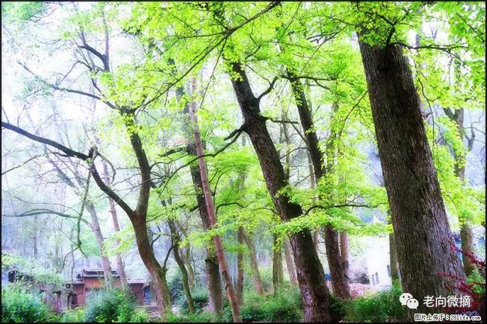 【春天，广西桂林灌阳县向您发出邀请！】在小龙村与春天约会 - 游山玩水 - 开封生活社区 - 开封28生活网 kaifeng.28life.net
