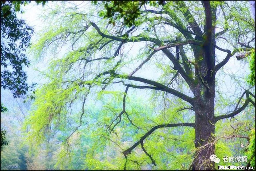 【春天，广西桂林灌阳县向您发出邀请！】在小龙村与春天约会 - 游山玩水 - 开封生活社区 - 开封28生活网 kaifeng.28life.net