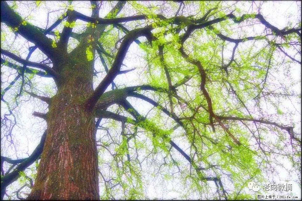 【春天，广西桂林灌阳县向您发出邀请！】在小龙村与春天约会 - 游山玩水 - 开封生活社区 - 开封28生活网 kaifeng.28life.net