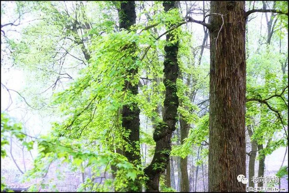 【春天，广西桂林灌阳县向您发出邀请！】在小龙村与春天约会 - 游山玩水 - 开封生活社区 - 开封28生活网 kaifeng.28life.net