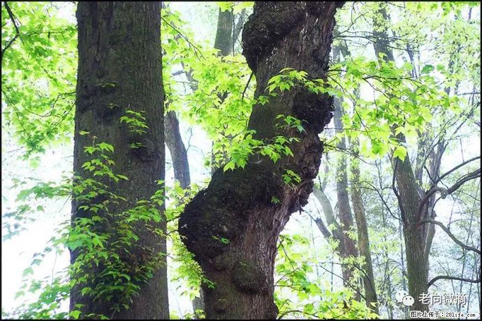 【春天，广西桂林灌阳县向您发出邀请！】在小龙村与春天约会 - 游山玩水 - 开封生活社区 - 开封28生活网 kaifeng.28life.net