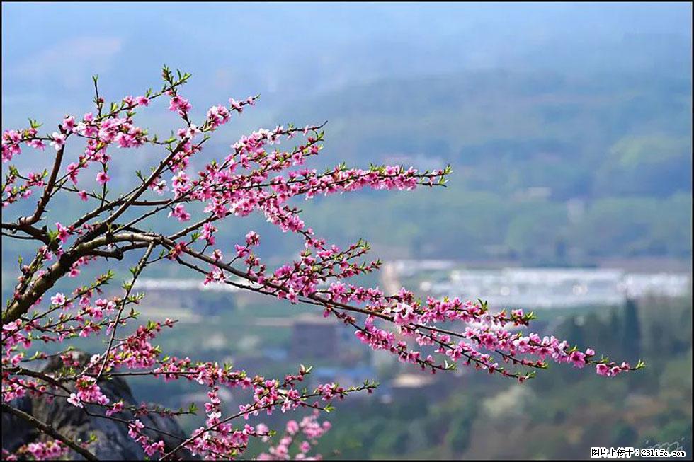 【春天，广西桂林灌阳县向您发出邀请！】望月岭上桃花开 - 游山玩水 - 开封生活社区 - 开封28生活网 kaifeng.28life.net