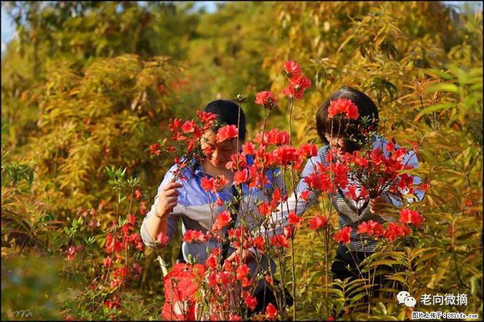 【春天，广西桂林灌阳县向您发出邀请！】登麒麟山，相约映山红 - 游山玩水 - 开封生活社区 - 开封28生活网 kaifeng.28life.net