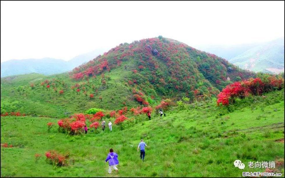 【春天，广西桂林灌阳县向您发出邀请！】宝盖山上映山红 - 游山玩水 - 开封生活社区 - 开封28生活网 kaifeng.28life.net