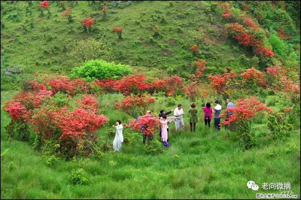 【春天，广西桂林灌阳县向您发出邀请！】宝盖山上映山红 - 游山玩水 - 开封生活社区 - 开封28生活网 kaifeng.28life.net