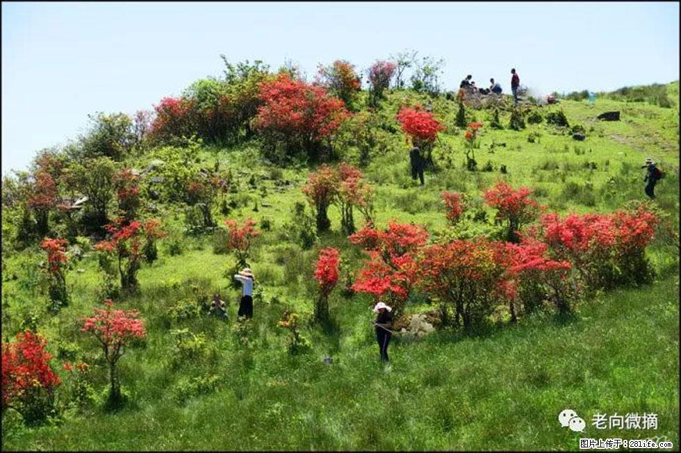 【春天，广西桂林灌阳县向您发出邀请！】宝盖山上映山红 - 游山玩水 - 开封生活社区 - 开封28生活网 kaifeng.28life.net
