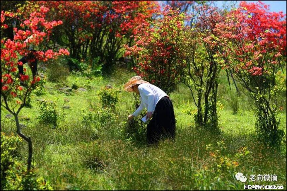 【春天，广西桂林灌阳县向您发出邀请！】宝盖山上映山红 - 游山玩水 - 开封生活社区 - 开封28生活网 kaifeng.28life.net