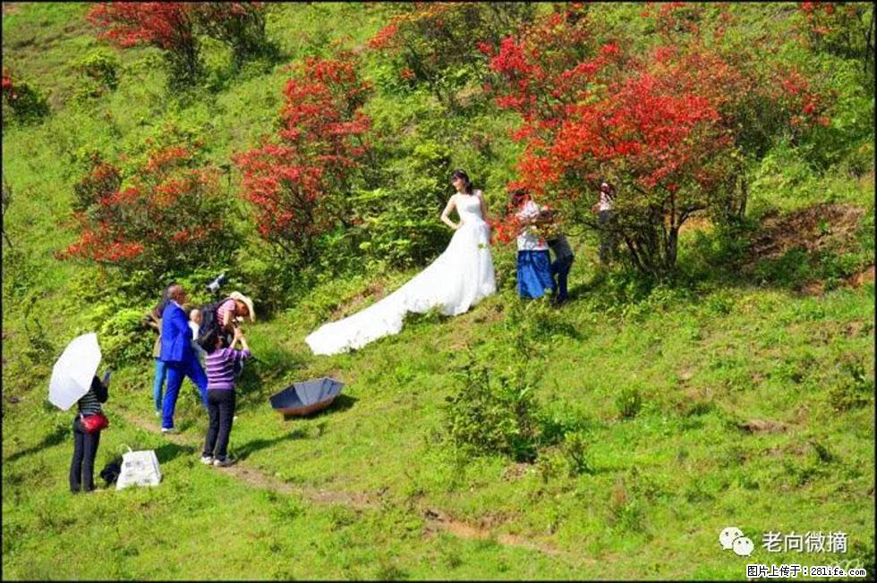 【春天，广西桂林灌阳县向您发出邀请！】宝盖山上映山红 - 游山玩水 - 开封生活社区 - 开封28生活网 kaifeng.28life.net