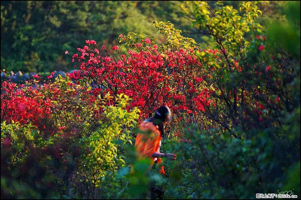 【春天，广西桂林灌阳县向您发出邀请！】春木界上映山红 - 游山玩水 - 开封生活社区 - 开封28生活网 kaifeng.28life.net