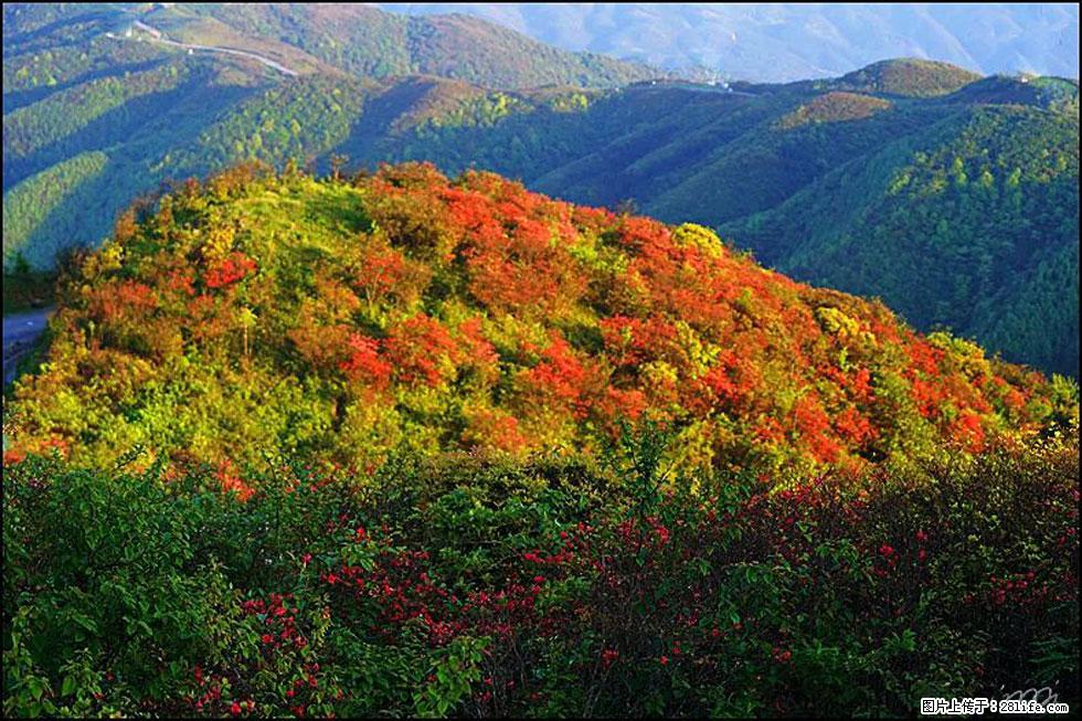 【春天，广西桂林灌阳县向您发出邀请！】春木界上映山红 - 游山玩水 - 开封生活社区 - 开封28生活网 kaifeng.28life.net