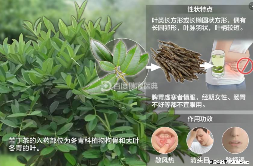 苦丁茶有哪些功效和作用 - 生活百科 - 开封生活社区 - 开封28生活网 kaifeng.28life.net