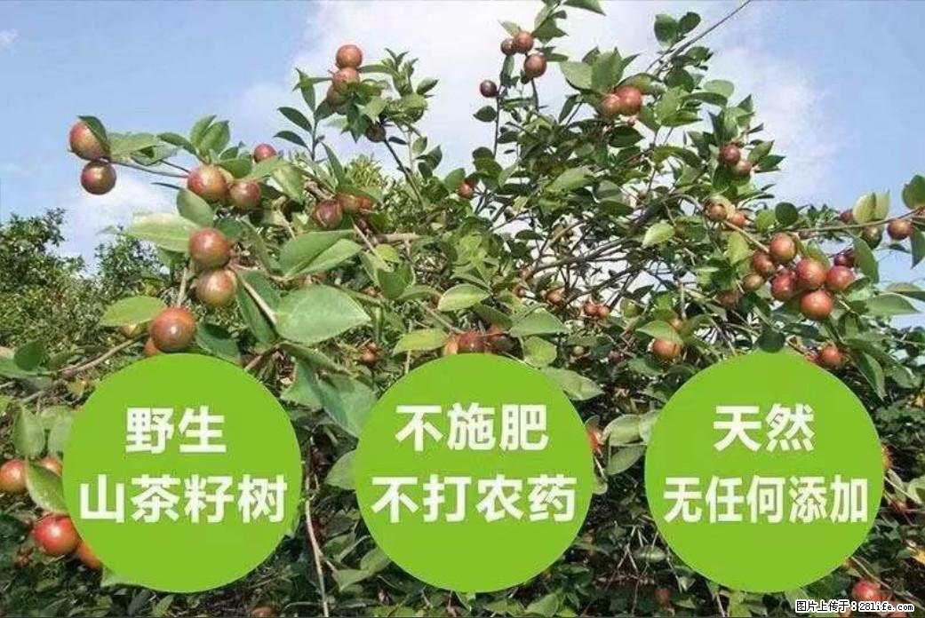 【灌阳县油茶产业示范区】一个有着充实的精神生活的人，对待身外之物自会有一种淡泊的态度 - 土特产 - 饮食特产 - 开封分类信息 - 开封28生活网 kaifeng.28life.net