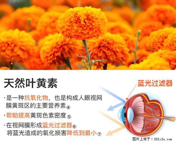 叶黄素有什么功效和作用 - 生活百科 - 开封生活社区 - 开封28生活网 kaifeng.28life.net