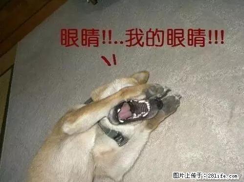 笑癫了！一女的怀孕三年未生，他终于忍不住了... - 娱乐八卦 - 开封生活社区 - 开封28生活网 kaifeng.28life.net