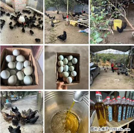 油茶园从小鸡仔开始养起的纯土鸡、土鸡蛋可以预定啦！还有前几天刚榨的纯山茶油哦 - 土特产 - 饮食特产 - 开封分类信息 - 开封28生活网 kaifeng.28life.net