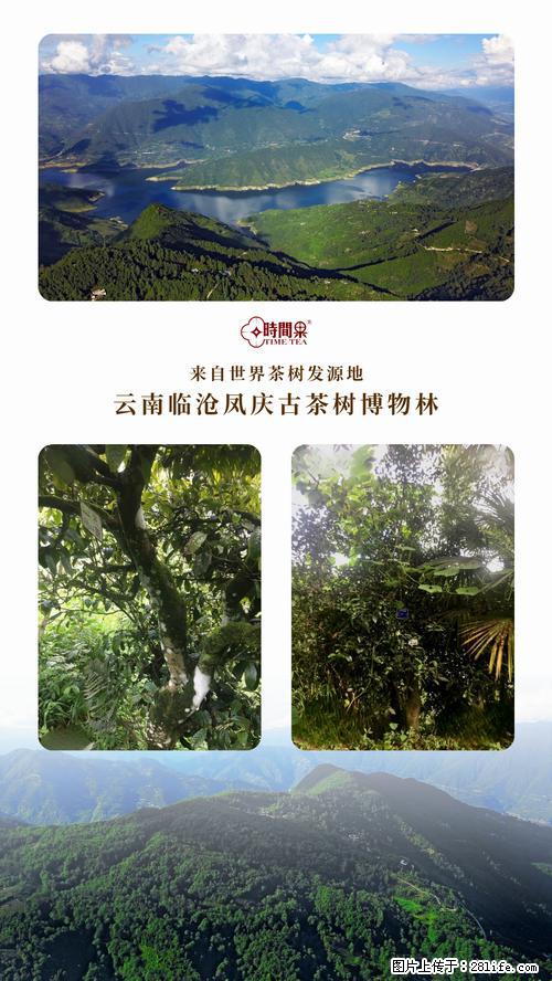 时间果百年古树2025年春红茶 - 购物交流 - 开封生活社区 - 开封28生活网 kaifeng.28life.net