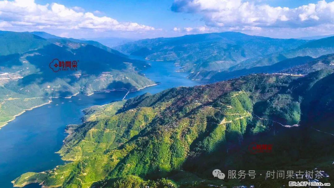 时间果百年古树龙珠普洱生茶 - 购物交流 - 开封生活社区 - 开封28生活网 kaifeng.28life.net