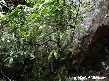 平乐石崖茶，珍贵仅次于金花茶 - 开封生活资讯 - 开封28生活网 kaifeng.28life.net