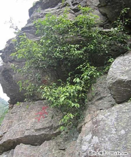 平乐石崖茶，珍贵仅次于金花茶 - 开封生活资讯 - 开封28生活网 kaifeng.28life.net