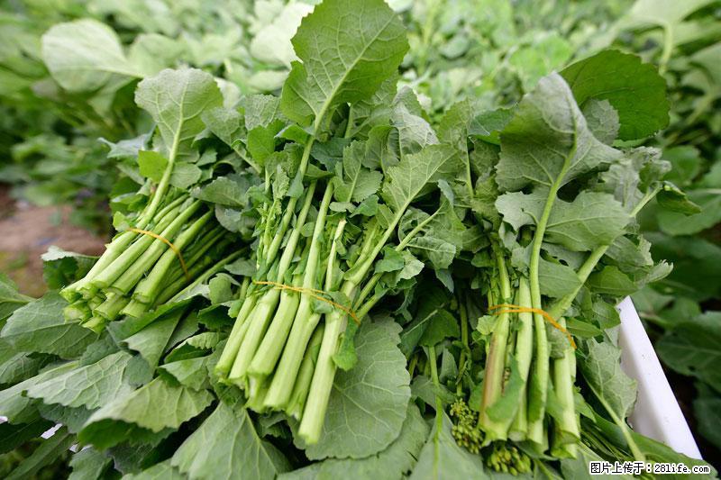 这些蔬菜是“天然钙片”,这6种被医生重点推荐 - 开封生活资讯 - 开封28生活网 kaifeng.28life.net